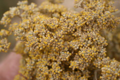 Helichrysum crispum