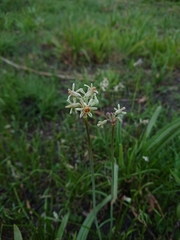 Tulbaghia leucantha