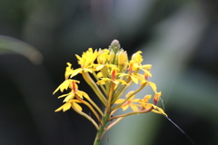 Epidendrum melinanthum