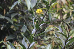 Epidendrum melinanthum