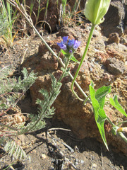 Gilia nevinii
