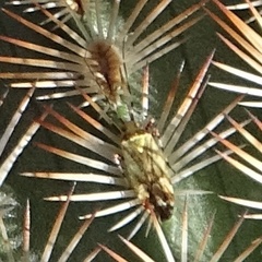 Sparganothis sulfureana