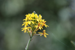 Epidendrum melinanthum