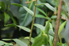 Epidendrum melinanthum