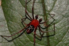 Dimidamus dimidiatus