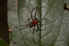 Dimidamus dimidiatus