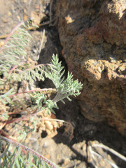 Gilia nevinii