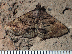 Toxonprucha repentis