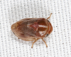 Clastoptera testacea
