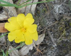 Hibbertia humifusa