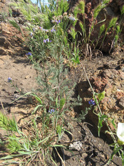 Gilia nevinii