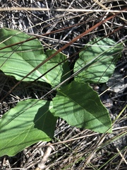 Physalis lanceolata