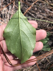 Physalis lanceolata