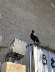 Corvus brachyrhynchos