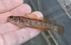 Etheostoma virgatum