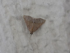 Hypena strigata
