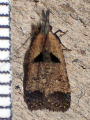 Dichomeris delotella