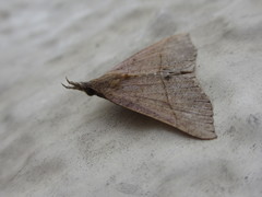 Hypena strigata