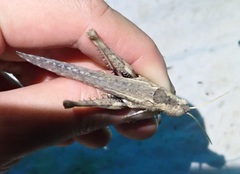 Macrolopholia