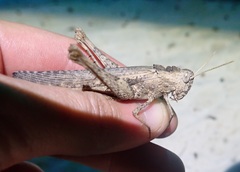 Macrolopholia