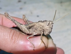 Macrolopholia