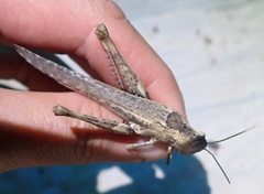 Macrolopholia