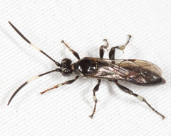 Cratichneumon sublatus
