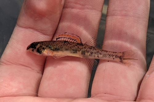 Warioto Darter