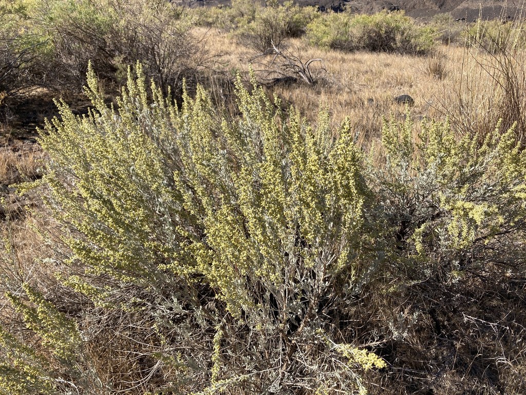 Big Sagebrush (Plants of Rosewood Nature Study Area) · iNaturalist