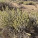 Big Sagebrush - Photo (c) Peter Zika, some rights reserved (CC BY-NC), uploaded by Peter Zika