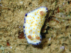 Goniobranchus aureopurpureus