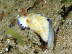 Goniobranchus aureopurpureus