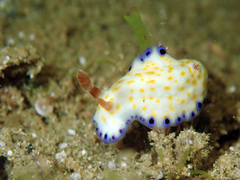 Goniobranchus aureopurpureus