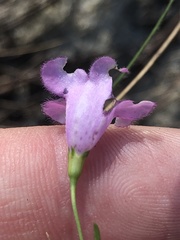 Agalinis obtusifolia