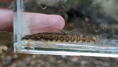 Arrow Darter photo 2