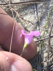 Agalinis obtusifolia