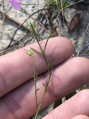 Agalinis obtusifolia