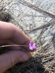 Agalinis obtusifolia