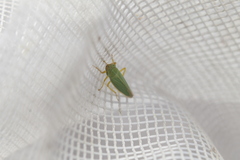 Draeculacephala angulifera