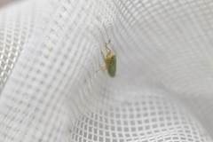 Draeculacephala angulifera