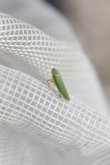 Draeculacephala angulifera