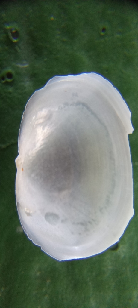 Scintilla strangei
