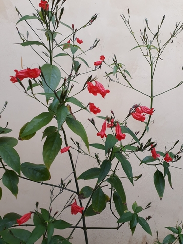 Ruellia brevifolia