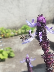 Anthophora marginata