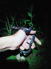 Cylindrophis ruffus