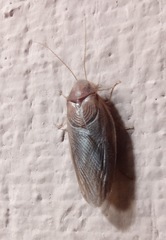 Eremoblatta subdiaphana