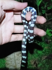 Cylindrophis ruffus