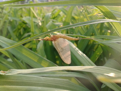 Ephemera orientalis