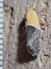 Ponometia clausula