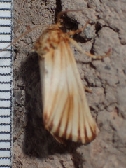 Eulithosia discistriga